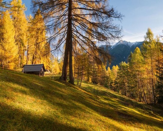 Herbst im Lärchenwald ©Region Seefeld Herbst im Lärchenwald ©Region Seefeld