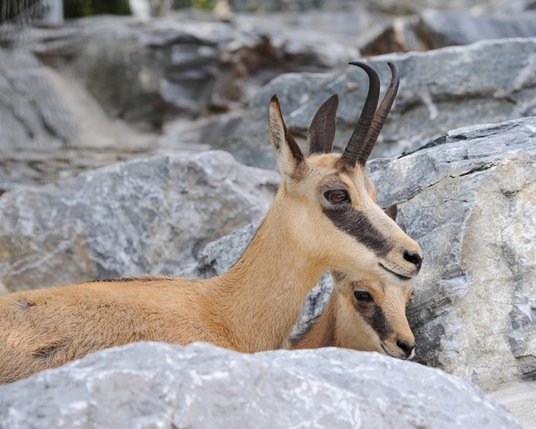 © TVB Innsbruck Bernhard Aichner_Gämse Gämse zwischen Felsen, Alpenzoo Innsbruck