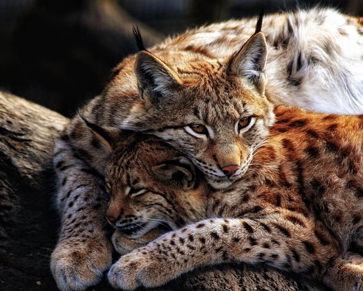 © Tirol Werbung Florian Warnecke_Alpenzoo Innsbruck zwei Luchse im Alpenzoo
