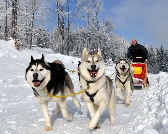 © Peter Taschler, Eventation Husky Schlittenrennen