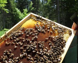 Interalpen - bees Interalpen - bees
