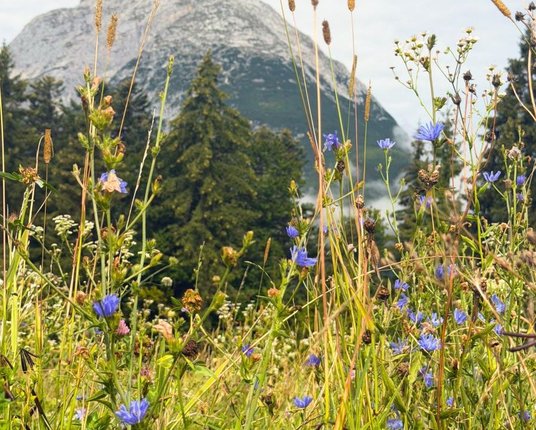 Wiese im Interalpen im Sommer 
