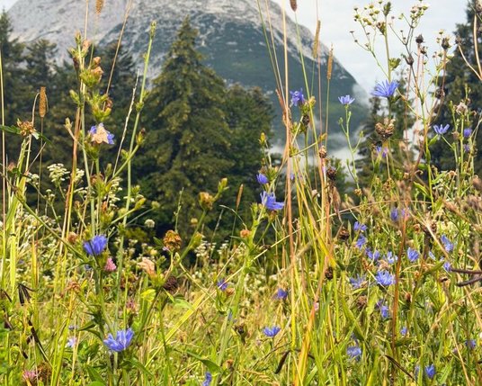 A meadow in the Interalpen in summer A meadow in the Interalpen in summer