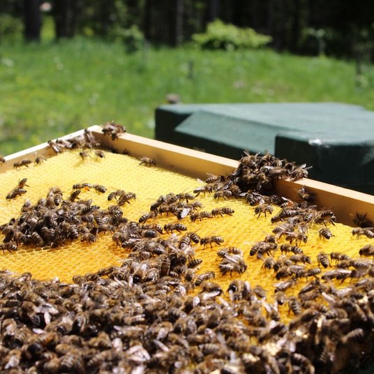 Interalpen - bees Interalpen - bees