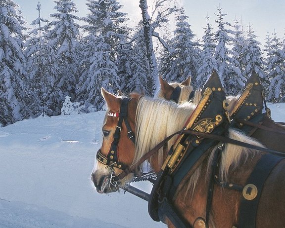 Kutschfahrt im Winter auf dem Seefelder Hochplateau