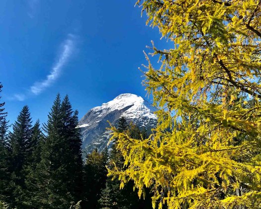 Hohe Munde Herbst Ein herbstlich gefärbter Baum mit einem strahlend blauen Himmel im Hintergrund