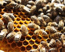 Interalpen - bees Interalpen - bees